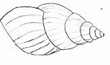 Shell Coloring Nature sketch template