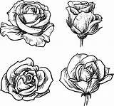 Rosas Dibujo Tatuar Bocetos Schwarze Rosen Sin Imujer Grafiken Padres Nit Bona Roseta Dibujada Técnicas Boceto Visitar Lasmanualidades Vektoren sketch template