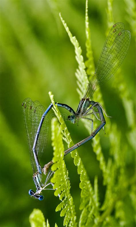 Sex Of Wild Yellow Blue Dragonfly Stock Image Image Of