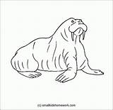Outline Animal Coloring Outlines Animals Clipart Walrus Popular Kids Library sketch template