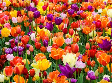 tulips  bloom  year reasons  fixes   flowering tulips