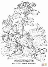 Flower Missouri State Coloring Pages Printable Hawthorn Symbols Tree Drawing Getcolorings Line Color Visit Supercoloring Categories sketch template