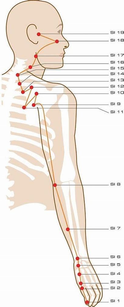 Image Result For Pressure Points To Knock Someone Out Acupuncture