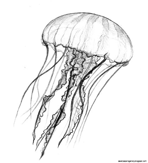 cool jellyfish drawing wallpapers gallery