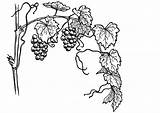 Coloring Vine Grape Grapevine Pages Printable sketch template