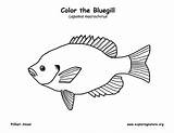 Bluegill Coloring Support Sponsors Wonderful Please sketch template