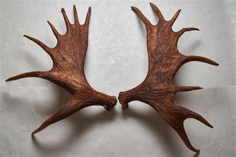 moose antler sheds pair taxidermy antlers mount horns skull carving real decor st