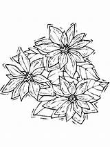 Coloring Poinsettia Pages Flower Print Printable sketch template