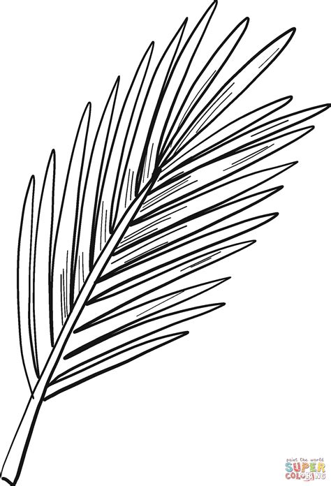 pine tree branch drawing sketch coloring page
