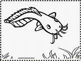 Ikan Lele Mewarnai Catfish Kartun Sketsa Koi Bandeng Krabs Crabs Disimpan Gambarmewarnai Kunjungi Warna sketch template