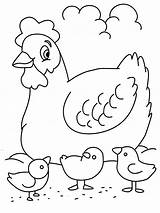Hen Coloring Chickens Kids Pdf Open Print  Pages sketch template