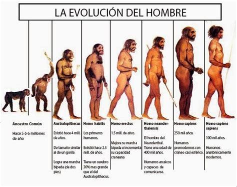 Alexandramachado EvoluciÓn Del Hombre Evolucion Del Hombre