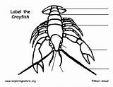 Crayfish Labeling Exploringnature sketch template