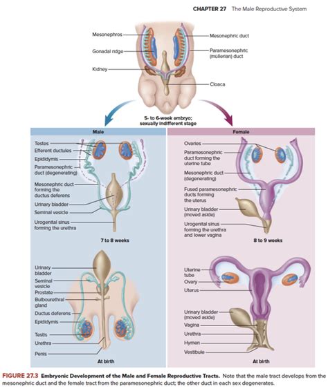 What Organ Is Found In Both Male And Female Reproductive
