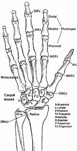Bones Anatomy Hand Drawing Wrist Forearm Bone sketch template