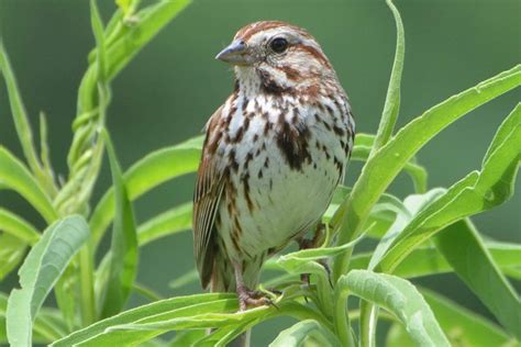 types  sparrows