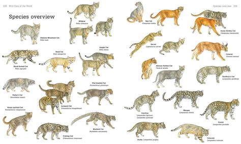 ciri ciri famili felidae kucing biosains