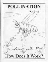 Pollination Coloring Bee Pages Colouring Designlooter 61kb 795px sketch template