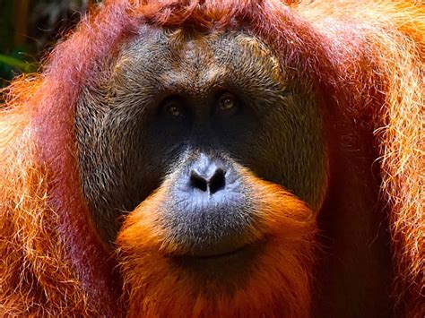 sumatran orangutans sumatran orangutan treks  sumatra ecotravel