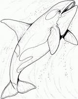 Coloring Whale Killer Kids sketch template