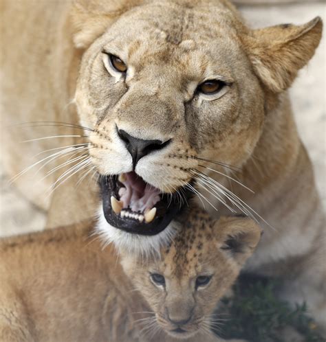rare barbary lion cubs born  czech zoo