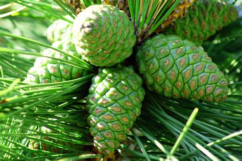 stock photo  pine cones freeimageslive