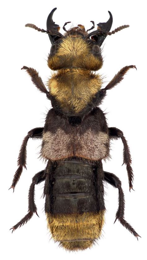 the very hairy maid of kent beetle emus hirtus was rediscovered in