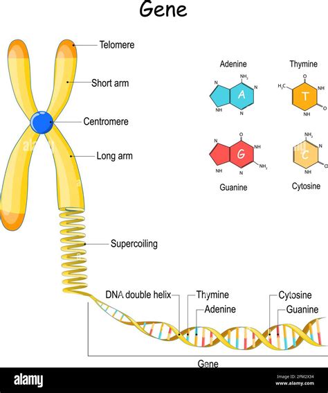 Secuencia Del Genoma De Cromosoma A Supercoiling Adn Y Gene
