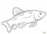 Fish Coloring Trout Pages Drawing Rainbow Printable Color sketch template