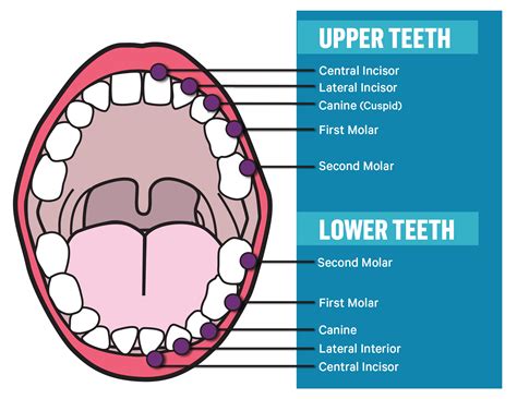 types  teeth     advantage dental