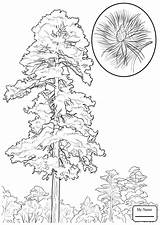 Pine Longleaf Getdrawings Drawing sketch template