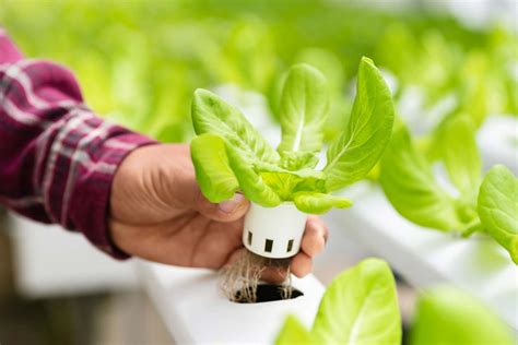 hydroponics   works benefits  downsides    started