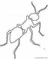 Ant Coloring Coloring4free Related Posts sketch template