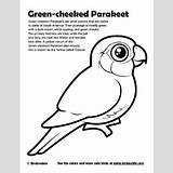 Coloring Green Conure Parakeet Cheeked Pages Birdorable Downloads Birds 48kb 400px sketch template