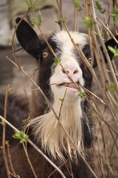 12 312 Funny Goat Photos Free And Royalty Free Stock