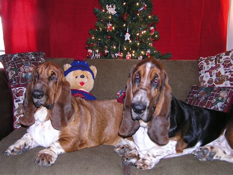 christmas hounds hound animals basset hound