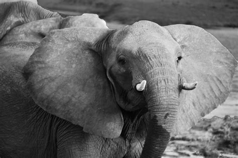hwange zimbabwe elephant central  jono vernon powell