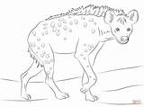 Hyena Hiena Moteada Hienas Kolorowanka Hyenas Mewarnai Iena Savana Dasar Ridens sketch template