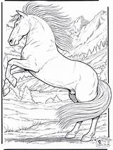 Coloring Pages Horse Realistic Animal Animals Visit Adult sketch template