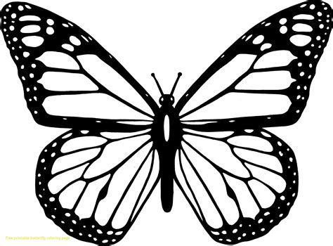 coloring page  butterfly  easily colouring pages butterfly
