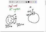 Sodium Potassium Ions Molecule Reducing Atp Adp Neuron sketch template