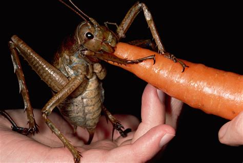 absurd creature   week  bug  big   gerbil fortunately