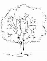 Tree Coloring Pages Oak Elm Trunk Printable Trees Live Redwood Color Leaves Pine Drawing Template Rainforest Professional Planting Getcolorings Getdrawings sketch template