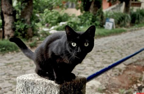 curious brazilian street cat cute cats hq pictures  cute