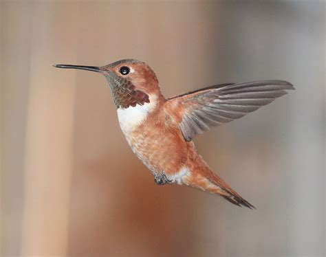 october  vagrancy  selasphorus   western hummingbirds   england