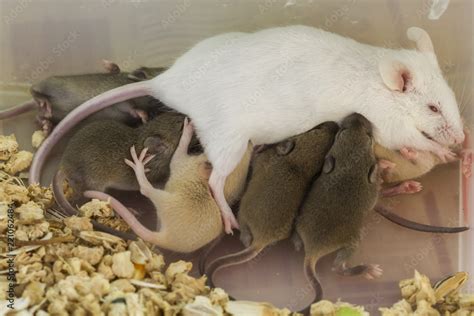 mother fancy mice mus musculus  feeding  baby stock photo