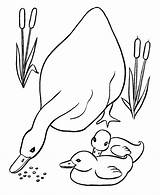 Coloring Pages Ducks Duck Ducklings Printable Sheets Easter Baby Kids Colouring Color Animal Mother Print Her Momma Feeding Children Choose sketch template