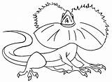 Frill Eidechse Frilled Malvorlagen Lizards Necked Reptiles Draco Cool2bkids Ausdrucken Coloringbay Rüschen sketch template