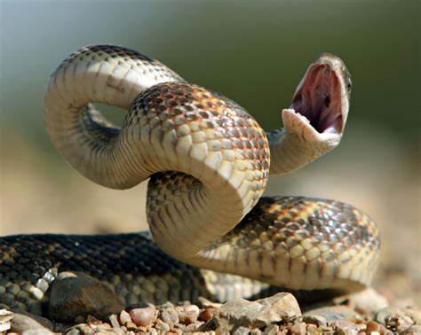 snake facts types  snakes  pictures reptile