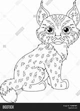 Lynx Coloring Pages Search Again Bar Case Looking Don Print Use Find sketch template